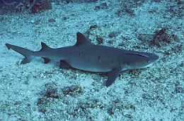 Sipadan_2015_Requin corail ou Aileron blanc du lagon_Triaenodon obesus_IMG_2018_rc